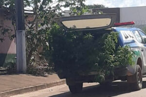 Polícia apreende plantação de maconha em Barro Alto - 2 homens foram presos