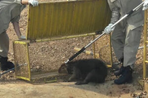 Funcionários da empresa encontraram o animal dentro do reservatório que não estava sendo usado