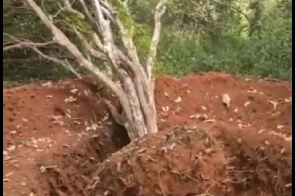 Moradores da região dizem que há cerca de 20 pés de jabuticaba, entre outras plantações. (Foto: Reprodução de vídeo)
