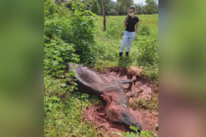 Doença de raiva mata vaca em fazenda de Rialma