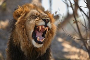 Onças-pardas e leões recebem diagnosticado de Covid-19 na África do Sul