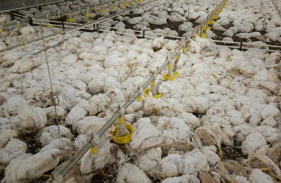 Após queda de energia em granja, mais de 120 mil aves morrem em Morrinhos
