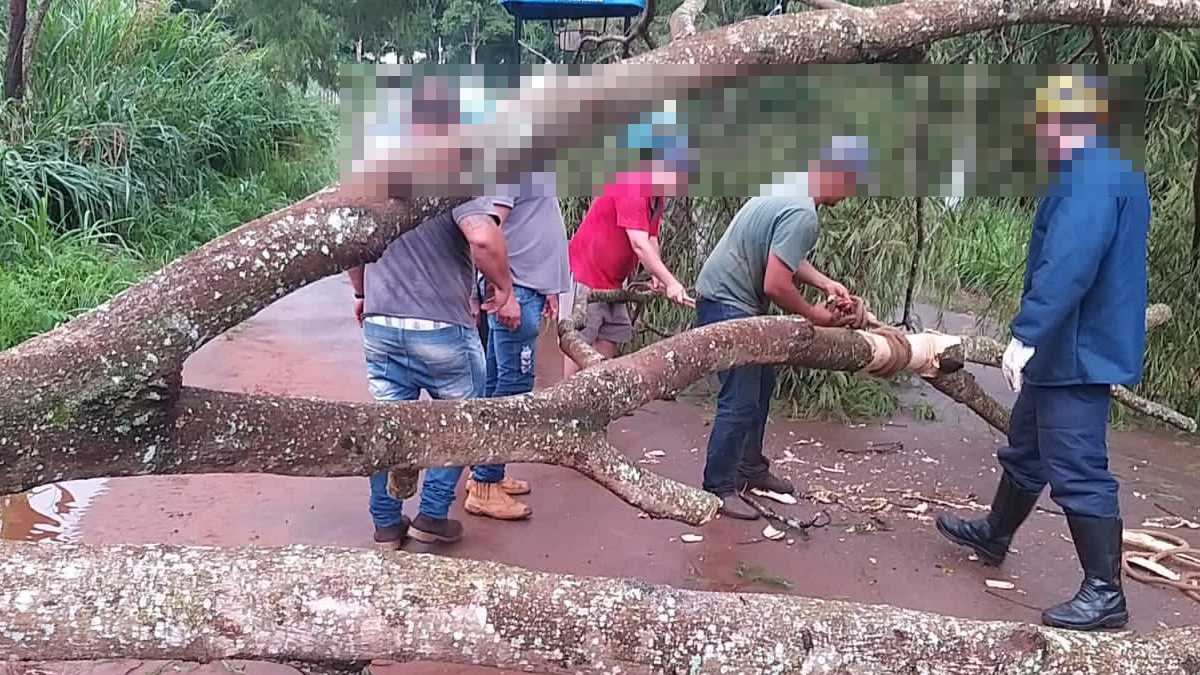 Forte chuva causa estragos e derruba pelo menos 15 árvores em Pires do Rio