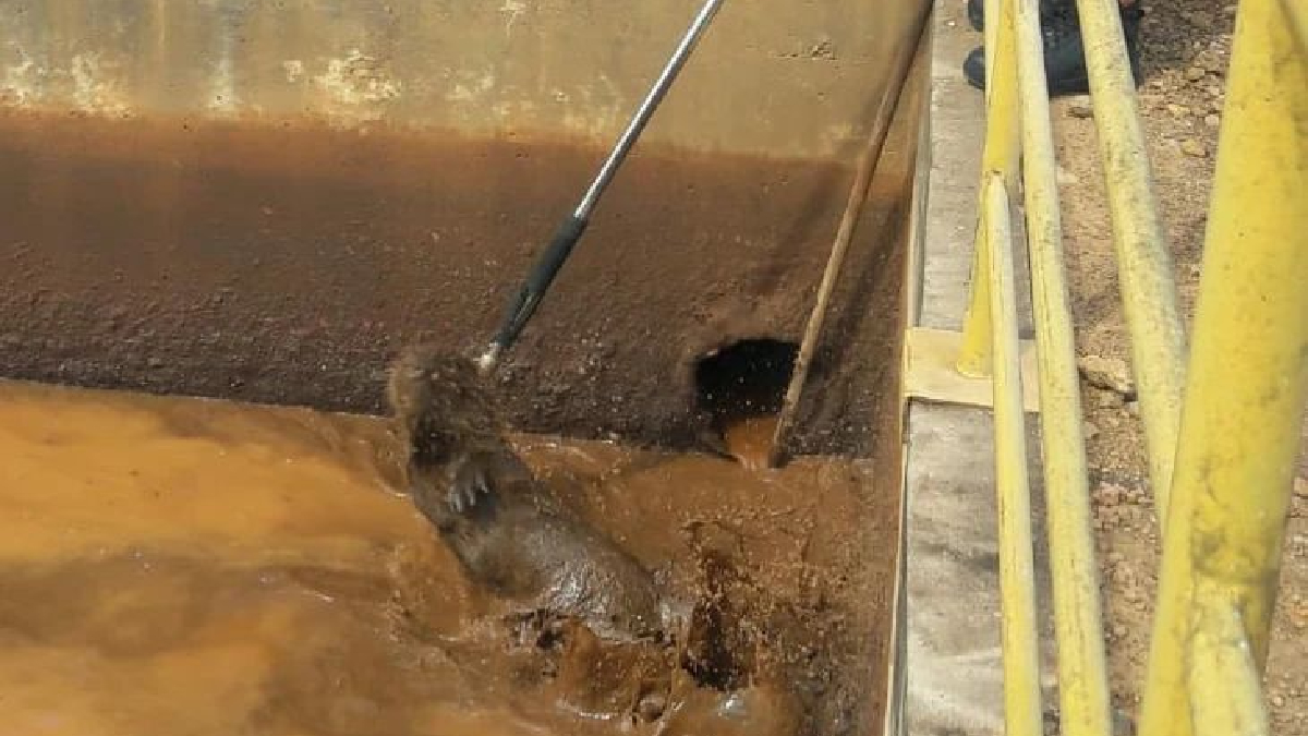 Capivara que caiu em reservatório de usina de álcool é resgatada em Uruaçu