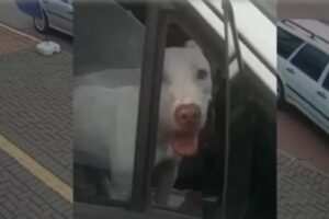 Cachorro é flagrado em carro andando de ré e sem motorista no Paraná