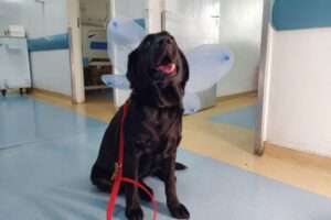 Cães terapêuticos visitam pacientes internados em hospital de Goiânia