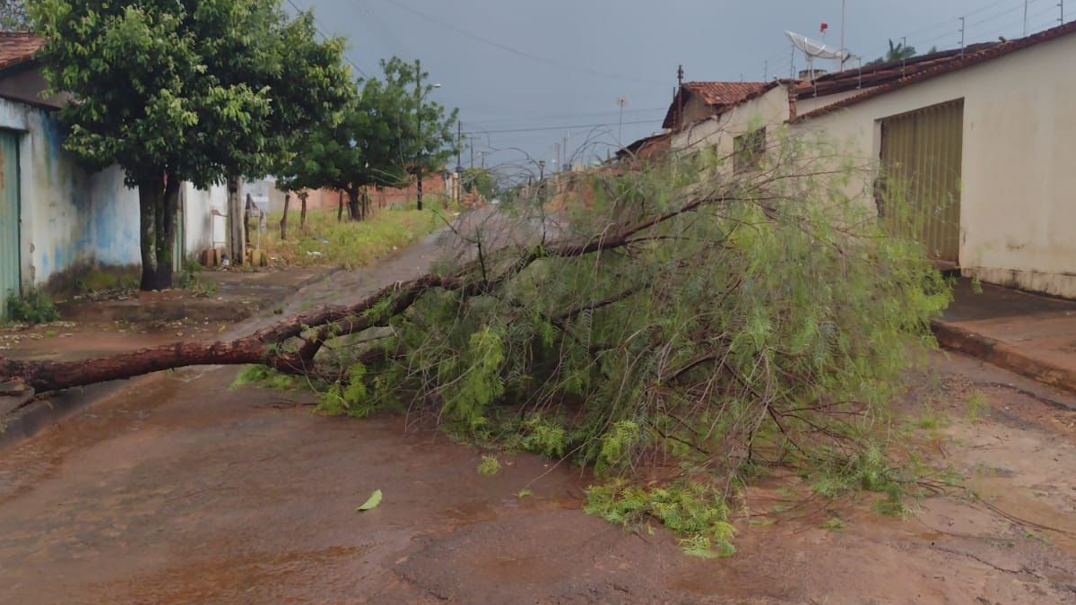 Forte chuva causa estragos e derruba pelo menos 15 árvores em Pires do Rio