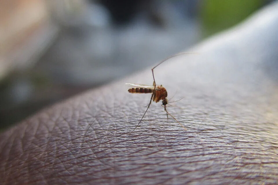 Governo de Goiás confirma quatro mortes por dengue este ano