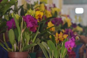 Exposição de orquídeas e rosas do deserto acontecerá em março, em Aparecida (Foto: Claudivino Antunes- SecomAparecida)