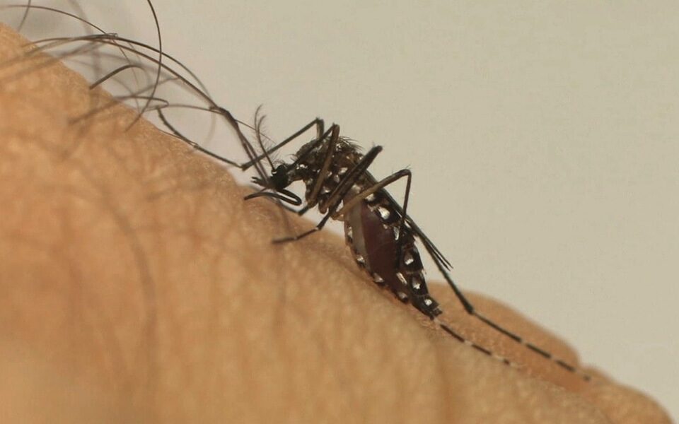 UFG desenvolve método para controle biológico de Aedes aegypti