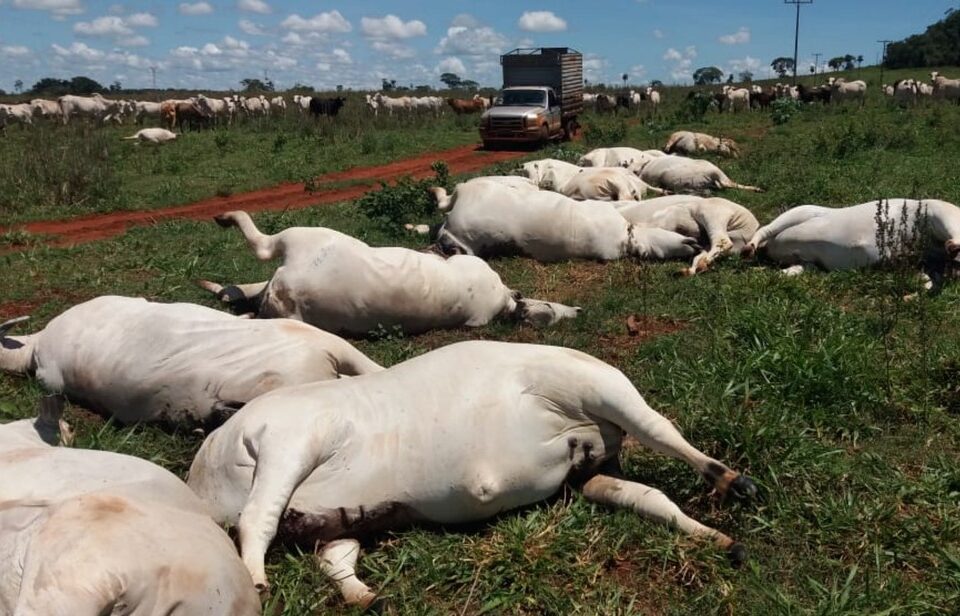 Segundo pecuarista, prejuízo chega a cerca de R$ 170 mil. Fio de energia cai em pasto e mata 34 vacas, na cidade de Caçu