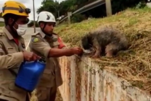Bombeiros resgatam cachorro que caiu em córrego da Marginal Botafogo em Goiânia