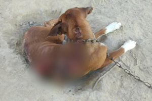 Polícia resgata cachorro com feridas e sem comida na Cidade de Goiás