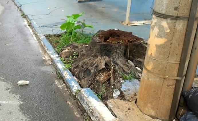 Idosa tropeça em tronco de árvore, cai na rua e é atropelada por um ônibus em Goiânia