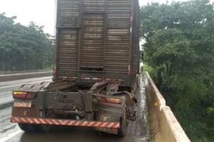 Um caminhão boiadeiro com 65 cabeças de gado caiu da ponte do Rio Meia Ponte, na BR-153, em Goiânia, na tarde deste sábado (19). O motorista do veículo, de 40 anos, disse para os agentes da Polícia Rodoviária Federal (PRF) que a carga “pendeu para um lado”.