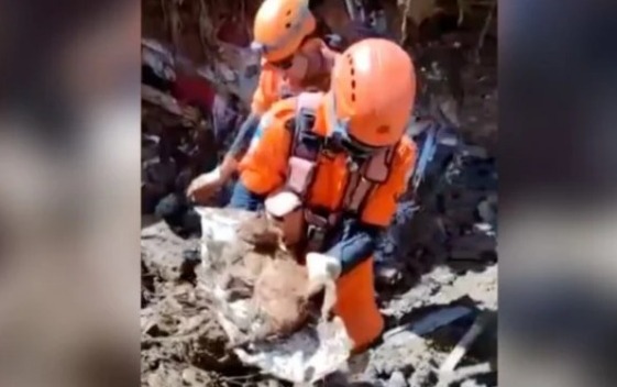 Gato soterrado há mais de uma semana é resgatado com vida em Petrópolis