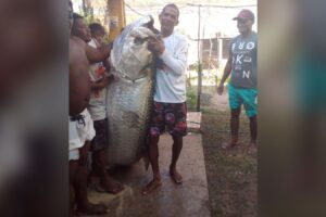 Pescador captura peixe de mais de 100 quilos no Rio Grande do Norte