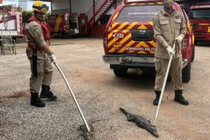 Bombeiros retiram 59 jacarés da Lagoa Grande em Porangatu