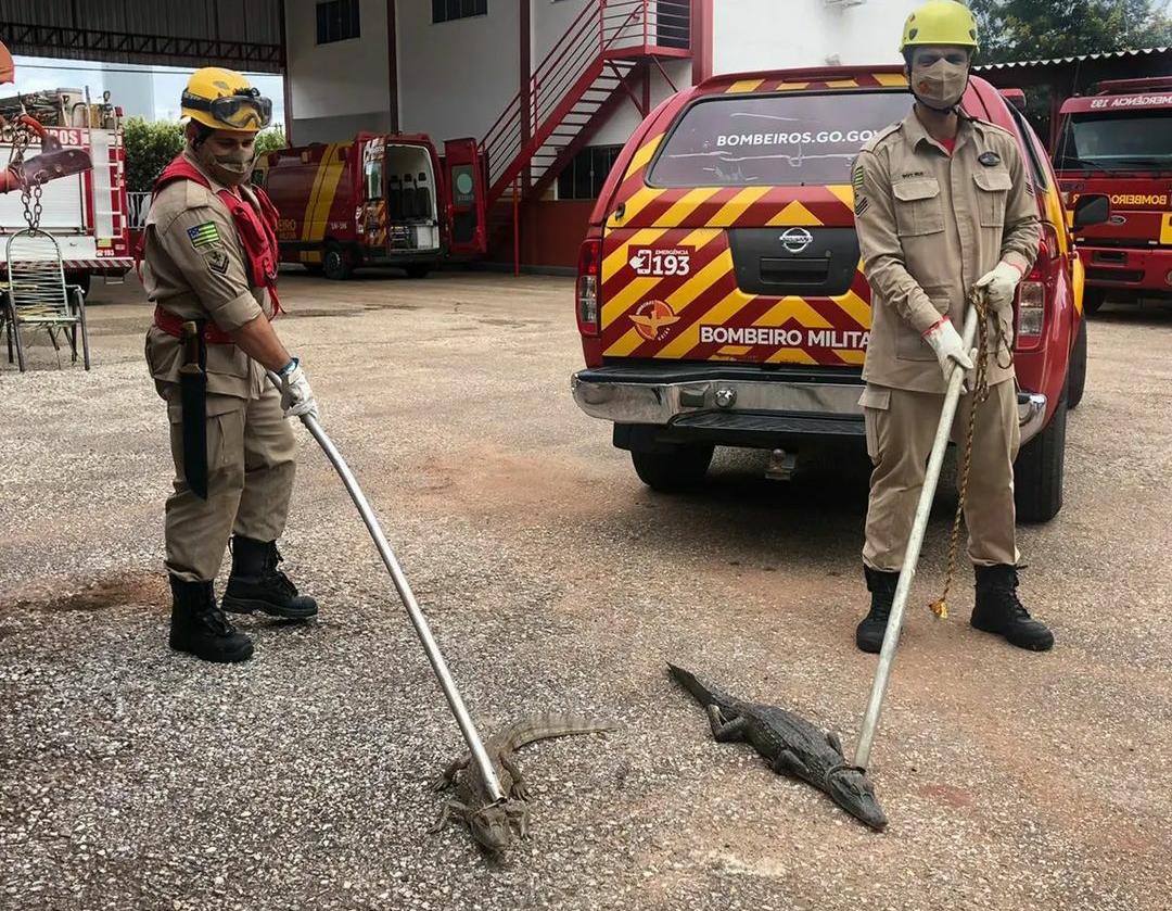 Bombeiros retiram 59 jacarés da Lagoa Grande em Porangatu