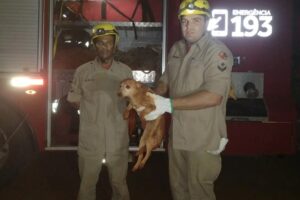 Bombeiros resgatam cachorro que caiu em buraco de seis metros em Goianésia
