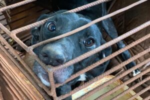 Homem é preso por manter cadela em gaiola de ferro sem água e alimento em Goiânia