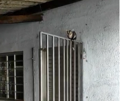 Gambá no alto da grade de uma porta tentando encontrar abrigo em Anápolis