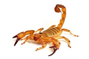 Saiba o que fazer em caso de picada de escorpião Nesta semana, uma criança morreu após ser picada em Professor Jamil