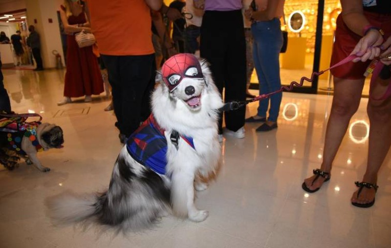 Evento aconteceu durante o Pet Day no Shopping Higienópolis. Cachorros participam de concurso de fantasias em São Paulo; veja fotos