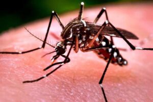 Vírus da dengue é transmitido pela picada da fêmea do mosquito Aedes aegypti (Foto: Reprodução)