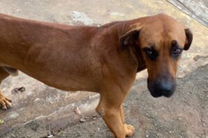 Cachorro resgatado com sinais de desidratação e infestado de carrapatos no setor Rodoviário, em Goiânia (Foto: Polícia Civil)