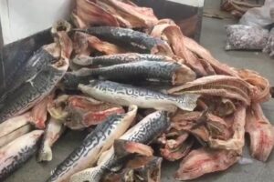 Procon apreende uma tonelada de peixes impróprios para consumo em peixaria de Goiânia