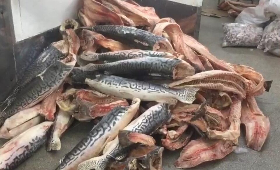 Procon apreende uma tonelada de peixes impróprios para consumo em peixaria de Goiânia