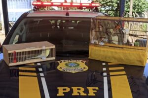 A Polícia Rodoviária Federal (PRF) apreendeu oito pássaros silvestres que estavam sendo transportados sem a devida documentação. Os animais estavam dentro de um carro ocupado por um casal, que trafegava pela BR-153, na cidade de Uruaçu, na manhã desta quarta-feira (9).