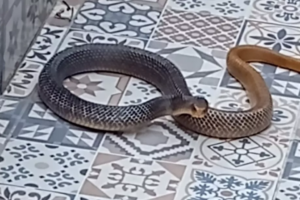 Mulher encontra cobra dentro de piscina vazia em Bom Jardim de Goiás