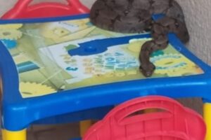 Bombeiros capturam cobra em cima da mesa de brinquedos de uma residência em Catalão (GO)