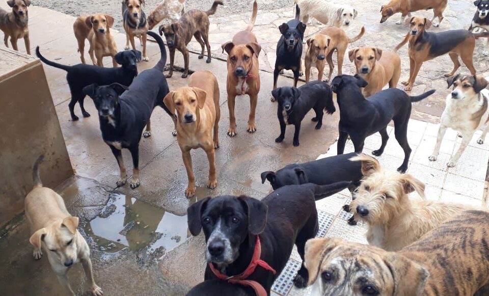 Mais de 600 cães vivem no abrigo da ASPAAN em Anápolis