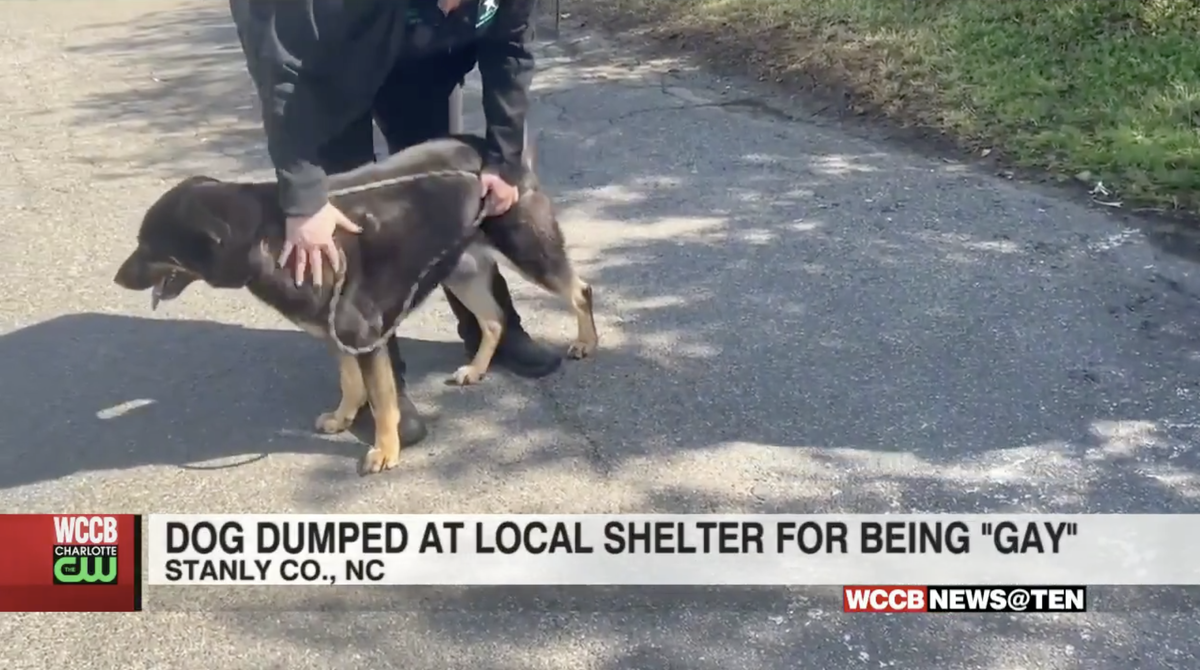 Tutores entregaram animal ao abrigo depois que ele montou em outro cão. Donos abandonam cachorro por acharem que ele é gay, nos EUA
