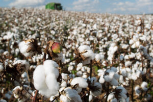 Boletim estima aumento de 16,5% na produção de algodão em Goiás nesta safra