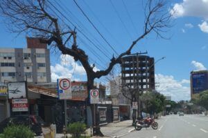 Prefeitura de Goiânia substitui árvores mortas na avenida Araguaia neste sábado (Foto: Divulgação)