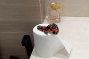 Morador encontra cobra coral dentro do banheiro em Goianésia (GO)