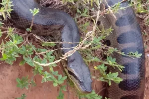 A moradora de Aragoiânia, Mirley Mendes, encontrou uma cobra do tipo sucuri, de aproximadamente seis metros de comprimento, no último sábado (5). A mulher registrou o momento em um vídeo, que repercutiu nas redes sociais.