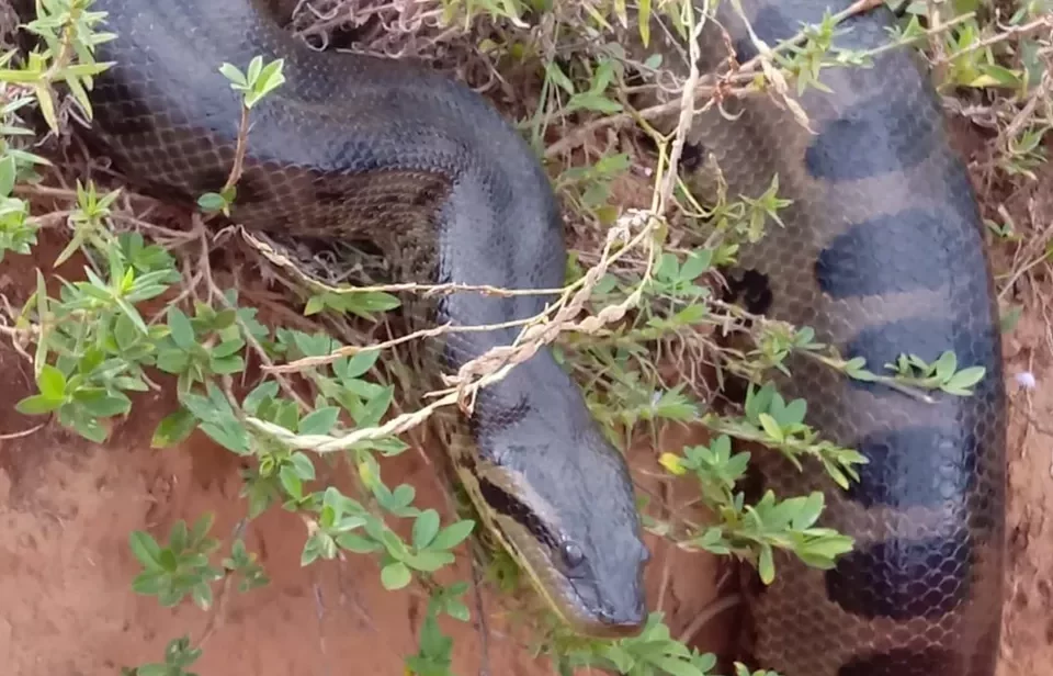 A moradora de Aragoiânia, Mirley Mendes, encontrou uma cobra do tipo sucuri, de aproximadamente seis metros de comprimento, no último sábado (5). A mulher registrou o momento em um vídeo, que repercutiu nas redes sociais.