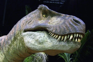 Tiranossauro rex pode ter sido três espécies diferentes, sugere estudo