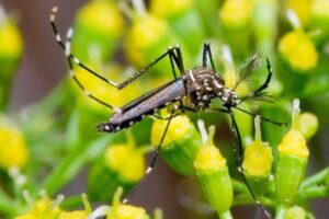 A Secretaria da Saúde de Goiás realiza, nesta terça-feira (12), uma força-tarefa contra o mosquito Aedes aedypti, na cidade de Valparaíso. (Foto: divulgação/Governo de Goiás)
