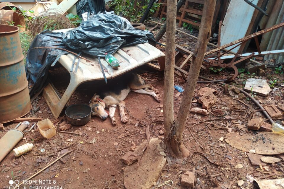 PRF encontra dezenas de animais abandonados em chácara próxima à GO-070, entre Goiânia e Inhumas (Foto: PRF)