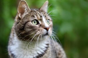 Surto de coronavírus felino mata mais de 300 mil gatos em seis meses, no Chipre Peritonite Infecciosa Felina tem acometido animais