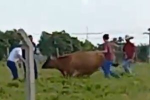 Universidade se manifestou sobre o caso. Polícia investiga estudantes de veterinária por maus-tratos a uma vaca na PUC Goiás