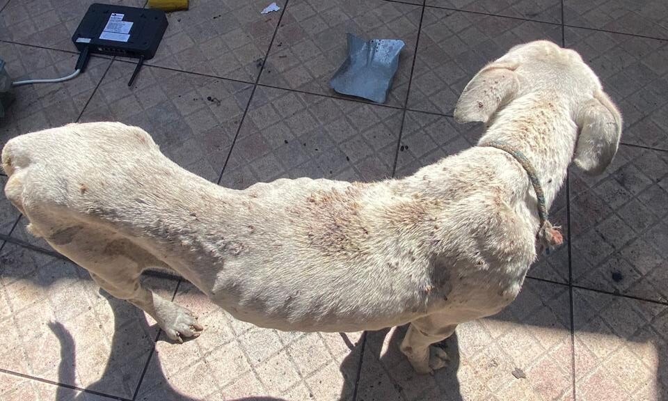Dono de cachorro que morreu com infestação de carrapatos é liberado após pagar fiança em Goiânia