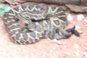 Cobras estavam entrelaçadas no quintal de uma residência em Anápolis (Foto: Divulgação/Bombeiros)