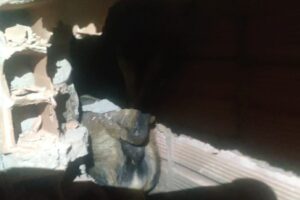 Bombeiros quebram muro para resgatar cachorro em Jataí